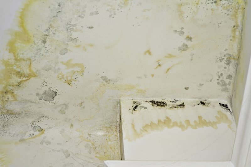 Black Mold Remediation in Fort Worth, TX