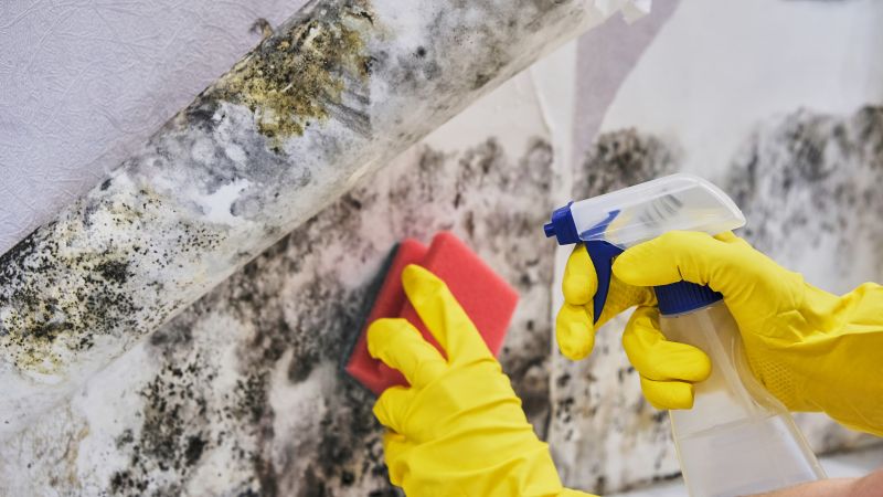 Mold Abatement in Palm Beach County, FL