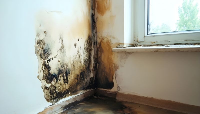 Mold Mitigation Service in Boca Raton, FL